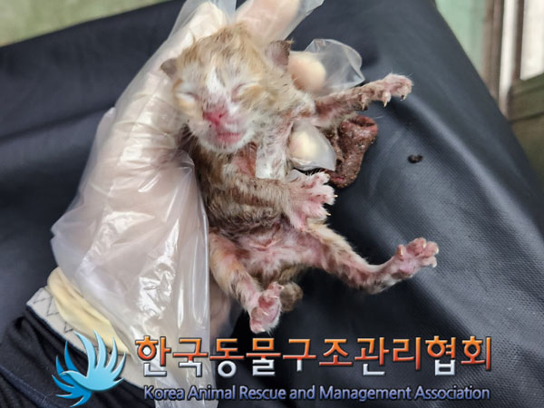 종료(자연사) 한국…